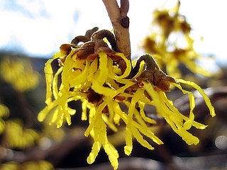 Witch Hazel Review