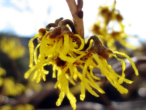 Witch Hazel Review