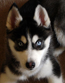 What Do You Know About Siberian Huskies? 