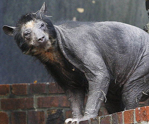 Dolores Is Beary Hairless Dolores Is Beary Hairless