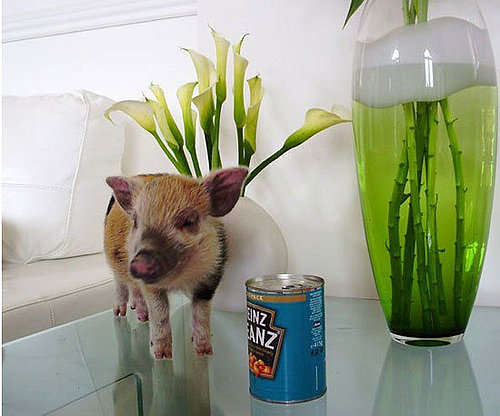 Micropigs Hit the Scene Big Time Micropigs Hit the Scene Big Time