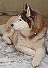 Are You Familiar With Snow Nose?