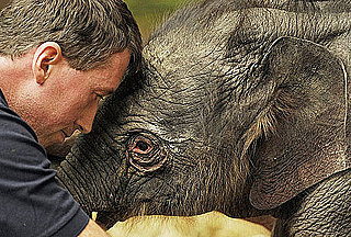 Sugar Shout Out: Munich Zoo Welcomes Baby Elephant