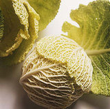 Cabbage