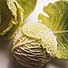 Cabbage