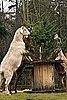 Goats Say Old Christmas Trees, Yum: In the LINK of an Eye! 