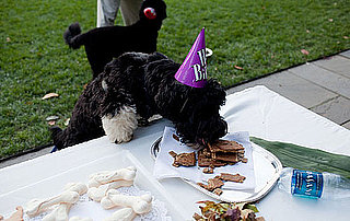 Bo's Got Big Plans For 2010: In the LINK of an Eye! 