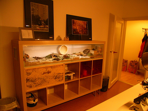 Do Tell: Have You Ever Repurposed Furniture Just For Pets?
