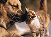 Will the Top 10 Dog and Cat Names From 2009 Surprise You? 