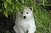 What Do You Know About American Eskimo Dogs?
