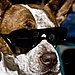 Courtside Canine