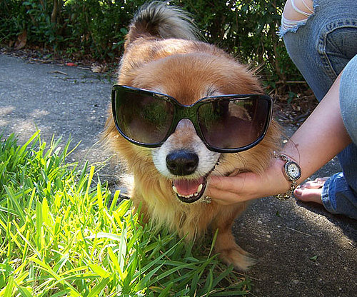 Puppy Paparazzi Break Puppy Paparazzi Break