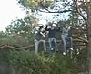 3 Dumbasses +  Tree Branch + Saw = Predictable