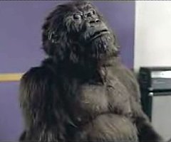 Gorilla Takes A Moment To Reflect