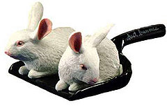 Dust Bunnies are Not Cute