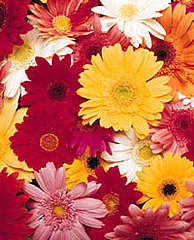 Valentine's Day - Give Organic Flowers
