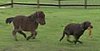 An Interspecies Wannabe