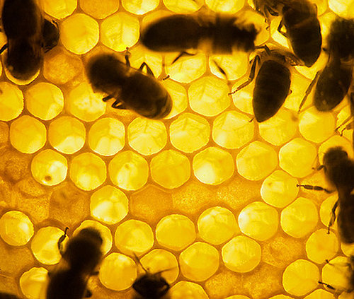 Four Beauty Uses For Honey