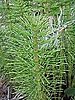 Horsetail Extract