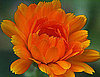 Definition of Calendula