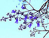 Definition of Jacaranda