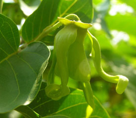 Ylang Ylang 