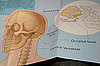 Occipital Bone  