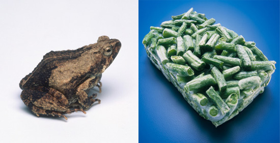Texas Woman Faces Frog in Frozen Beans Texas Woman Faces Frog in Frozen Beans