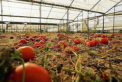 Northeastern Tomato Blight Caused by Home Gardening