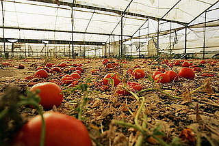 Northeastern Tomato Blight Caused by Home Gardening