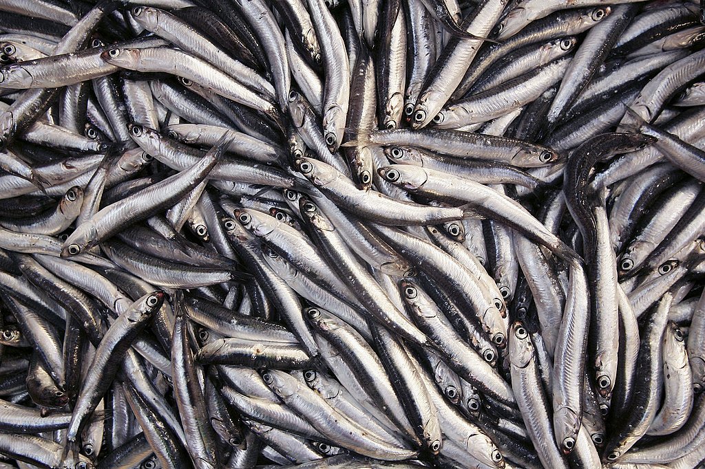 Would You Rather Eat Anchovies or Sardines? Would You Rather Eat Anchovies or Sardines?