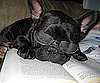 Pet Pic of the Day: That's Professor Mac to You!