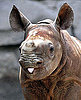 Baby Rhino Taunts Us With His Tongue Out!