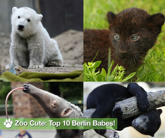 Who Is "Zoo Cute" in Berlin? Who Is "Zoo Cute" in Berlin?