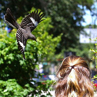 Mockingbirds Attack Students They Recognize at University of Florida