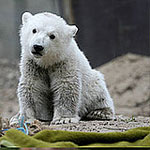 Who Is "Zoo Cute" in Berlin? Who Is "Zoo Cute" in Berlin?