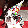 Guide to Planning Parties For Pets