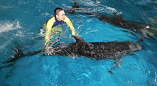 Chinese Basketball Star Saves Dolphin