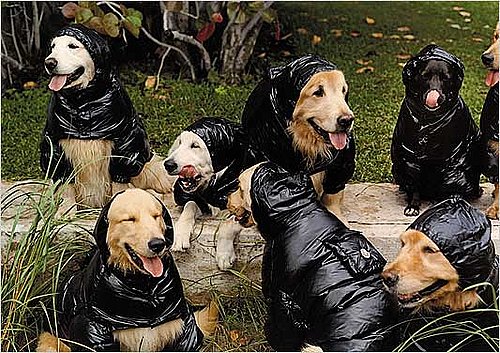 Montcler's New Ads Star a Few Four-Legged Models