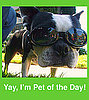 Have a Cute Pet? Well, We've Got a Group For That.