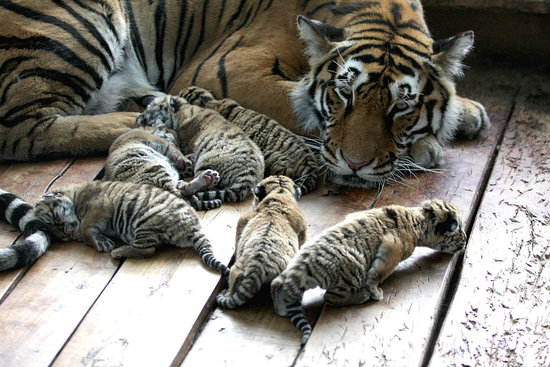 Six Tiger Cubs Six Tiger Cubs