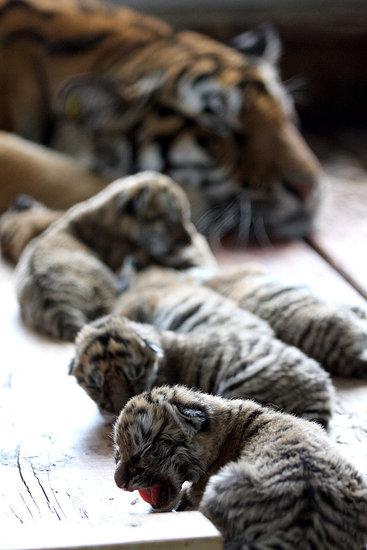 Six Tiger Cubs Six Tiger Cubs
