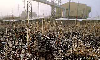 Wild Animals Stricken With Cancer Nearly as Much as Humans