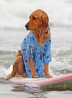 Photos of the 2009 Dog Surfing Competition in San Diego