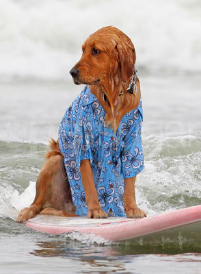 Photos of the 2009 Dog Surfing Competition in San Diego 2009-06-22 10:59:28 Photos of the 2009 Dog Surfing Competition in San Diego 2009-06-22 10:59:28