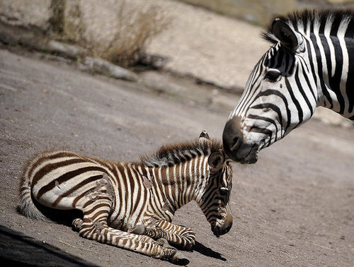 Primo, the Primo Zebra Primo, the Primo Zebra