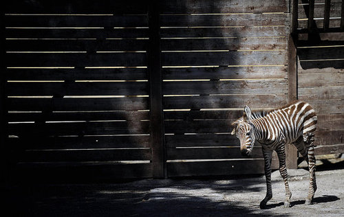 Primo, the Primo Zebra Primo, the Primo Zebra