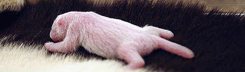 9 Baby Animals That Aren't So Cute: In the LINK of an Eye!