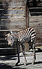 Primo, the Primo Zebra