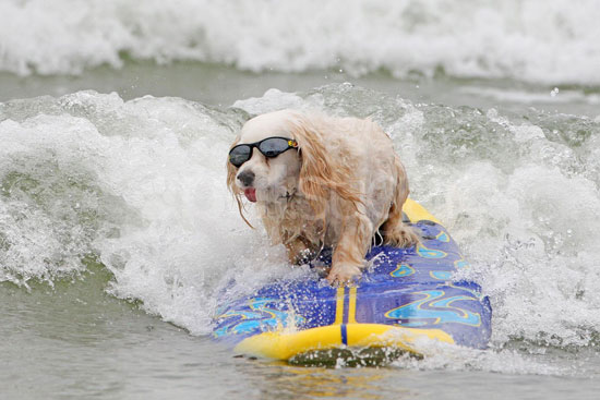 4th Annual Dog Surfing Competition 4th Annual Dog Surfing Competition